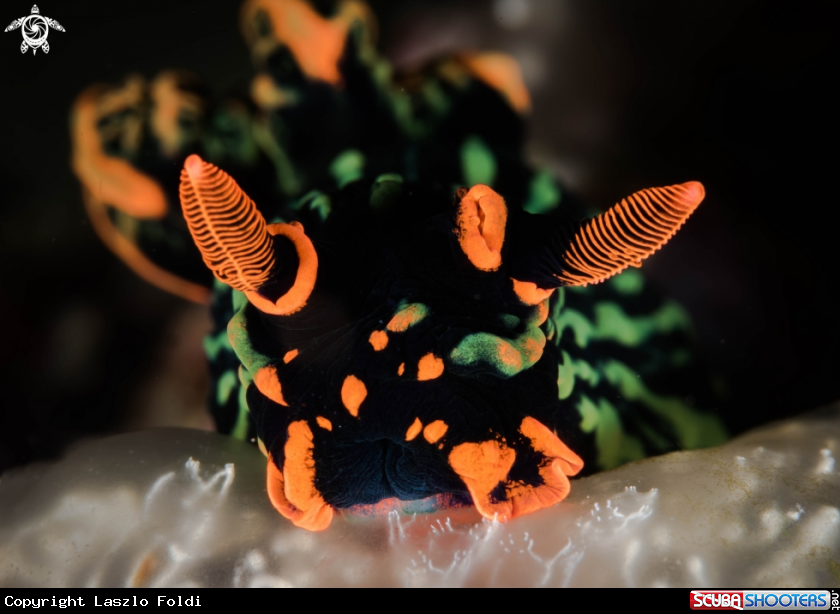 A Nudibranch