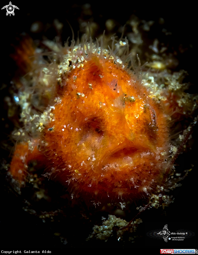 A Frogfish