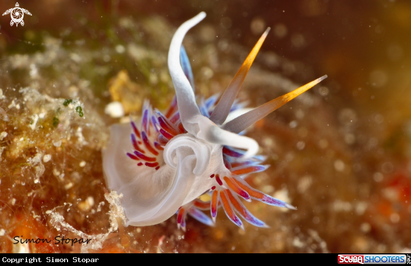 A cratena peregrina
