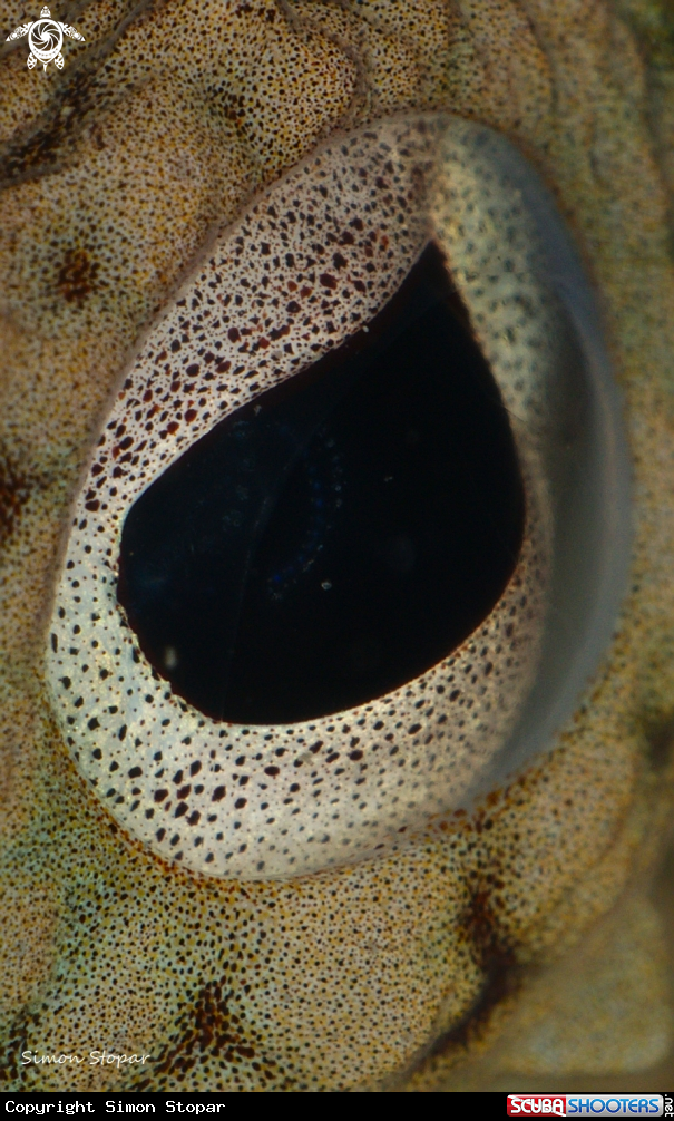 A octopus