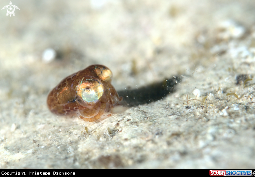 A Bobtail squid