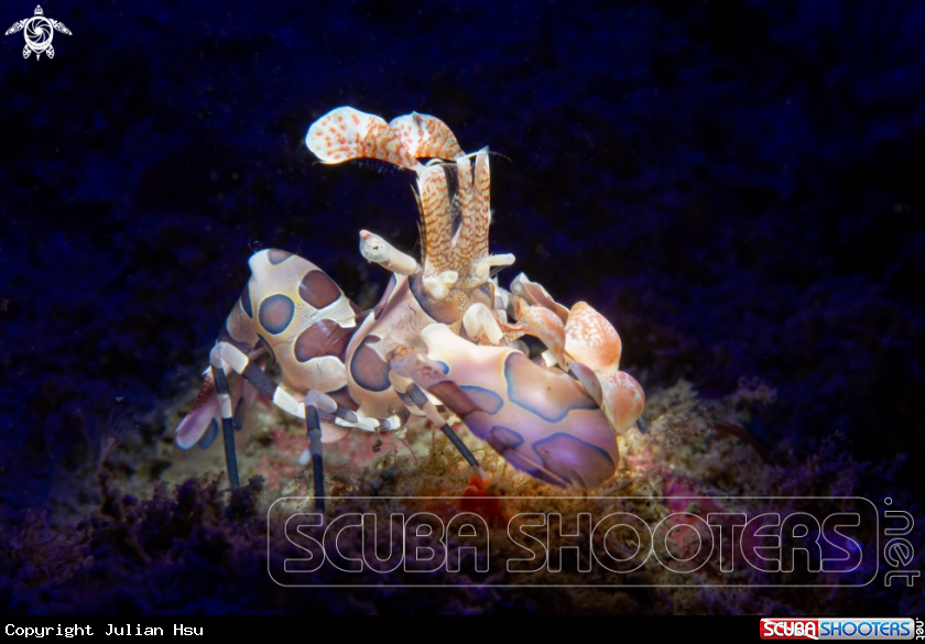A Harlequin Shrimp