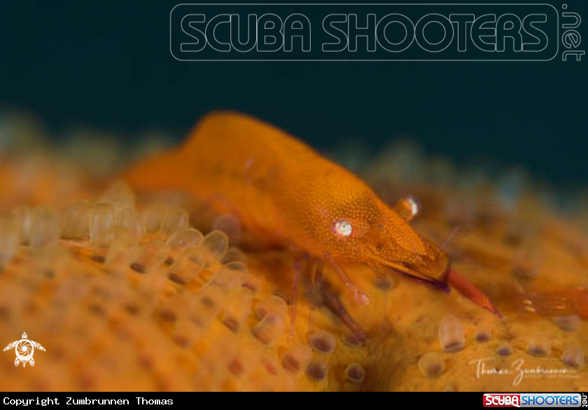 A Shrimp 