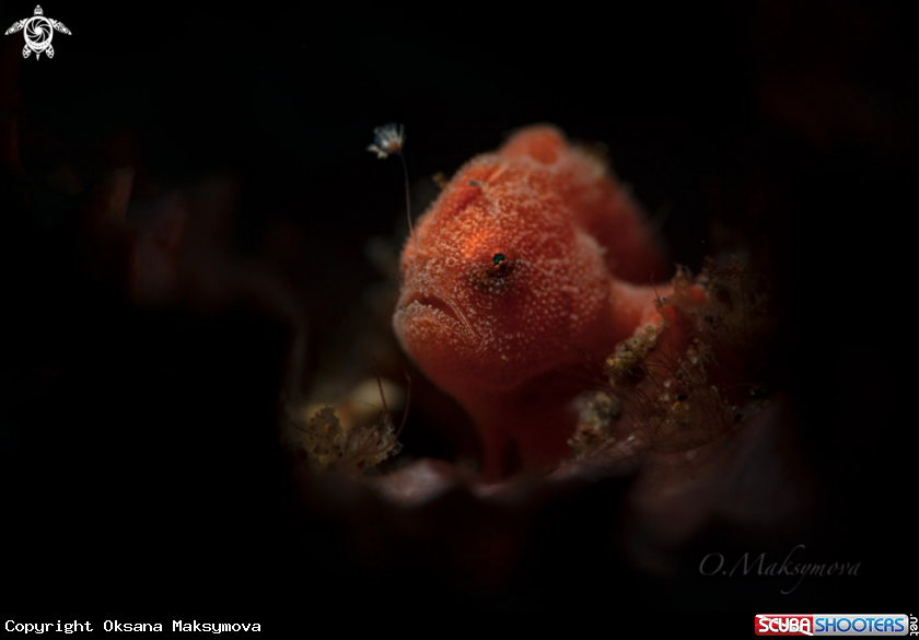 A Tiny frogfish  (Antennarius pictus) 