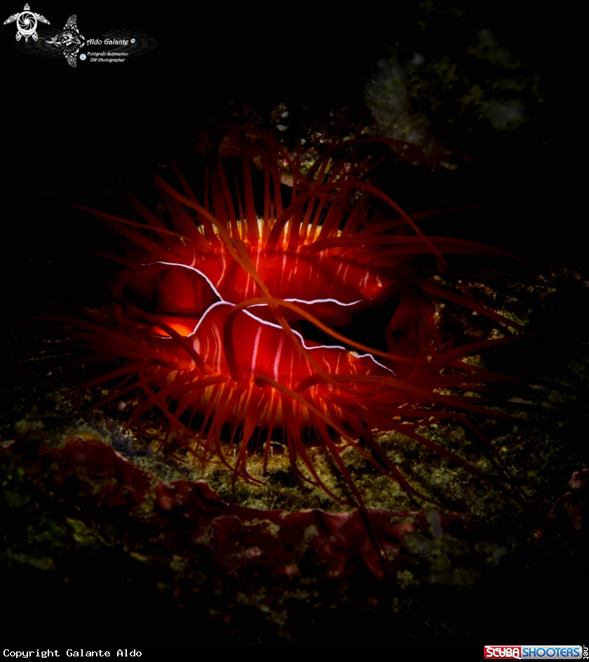 A Electric Clam