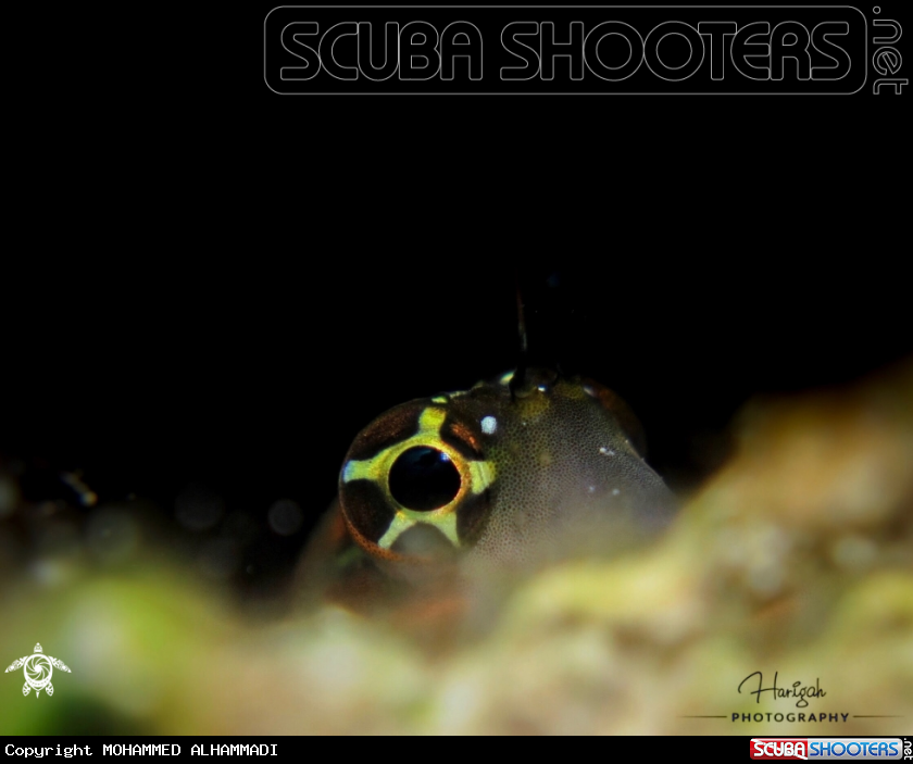 A BLENNY FISH