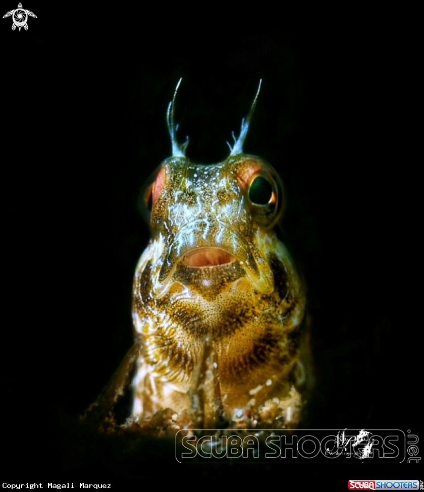 A Seaweed blenny