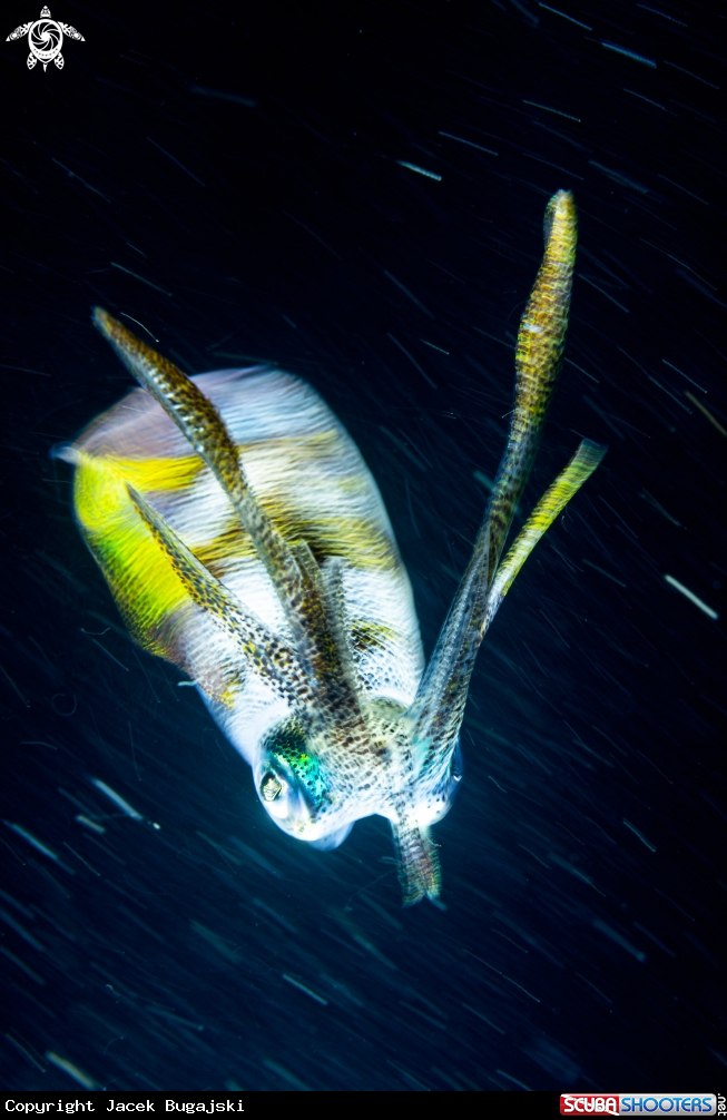 A Squid