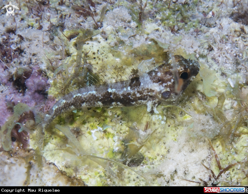 A Longfin Blenny