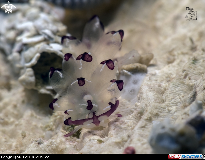 A Harlequin Glass Slug