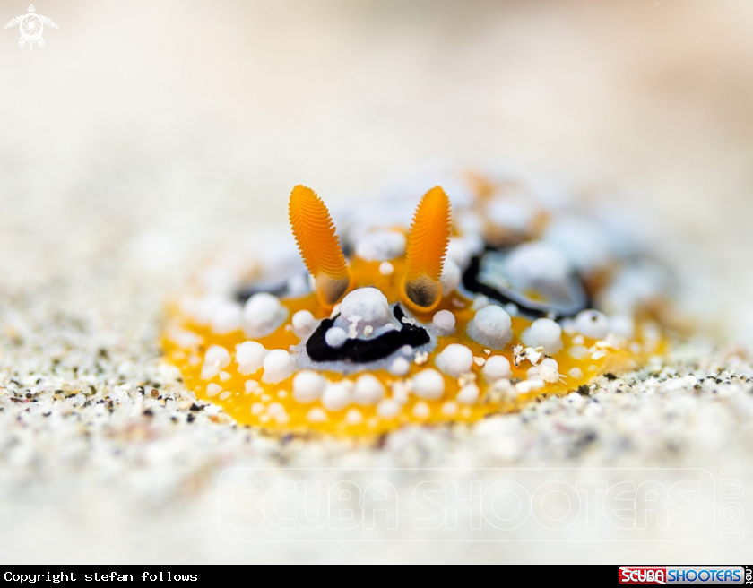 A Nudibranch
