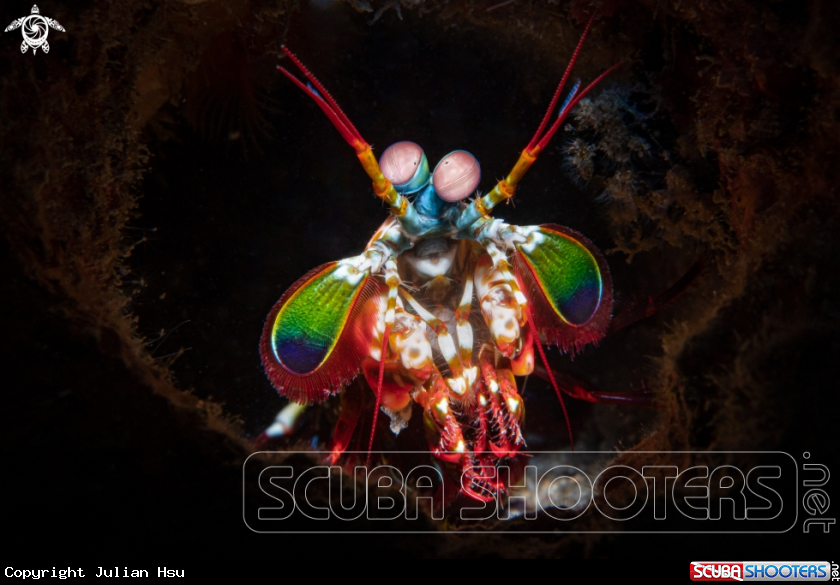 A Mantis shrimp