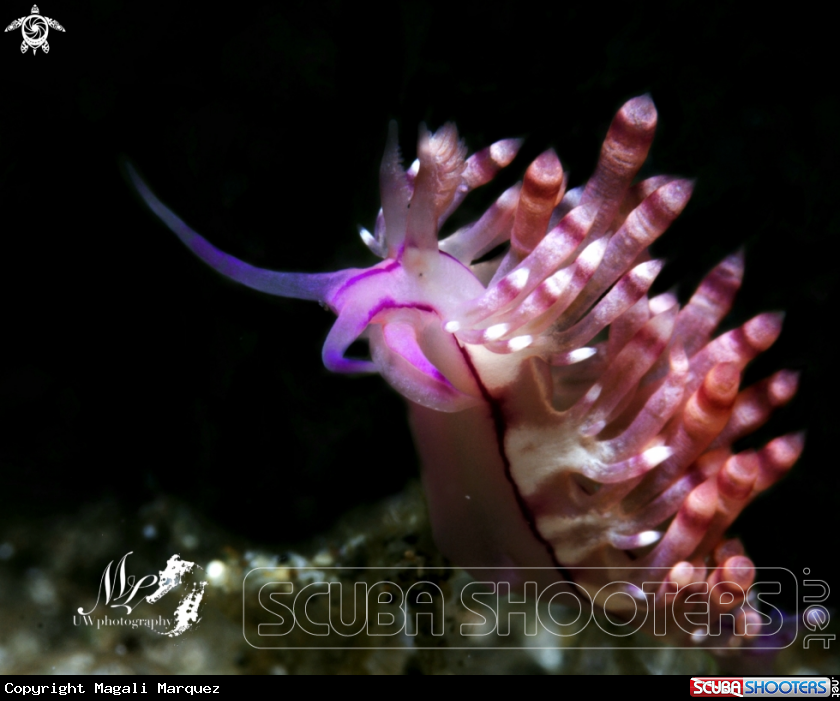 A Coryphellina sp nudibranch 