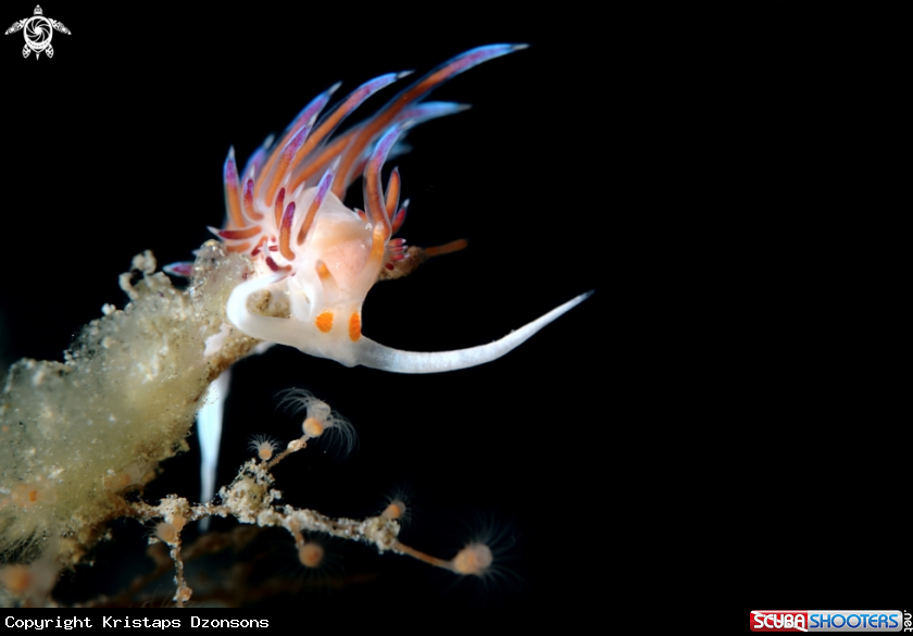 A Cratena peregrina nudibranch