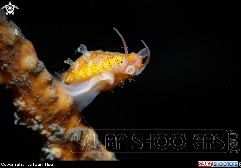 A Cowrie