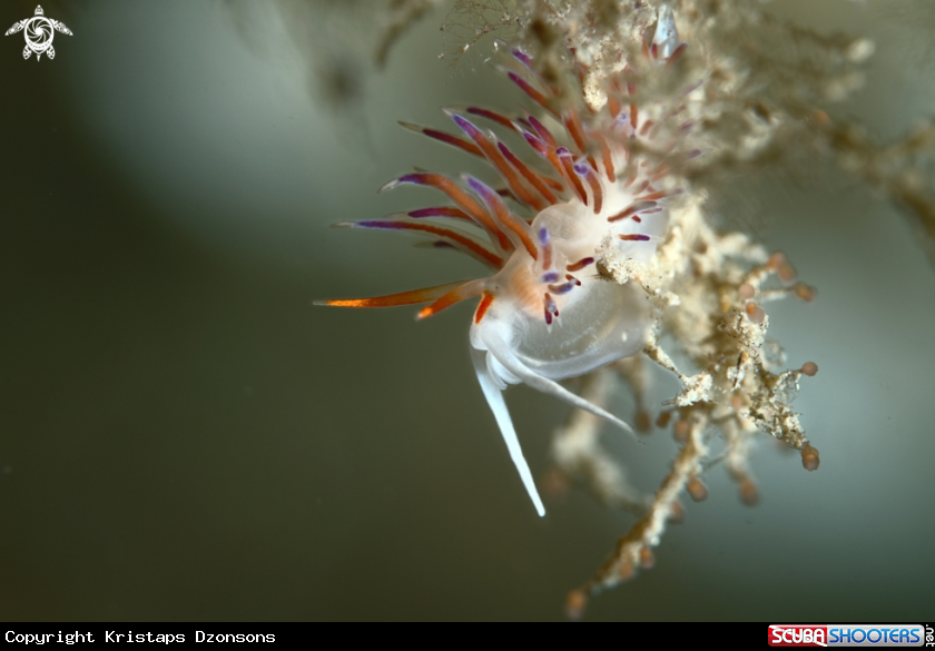A Cratena peregrina nudibranch