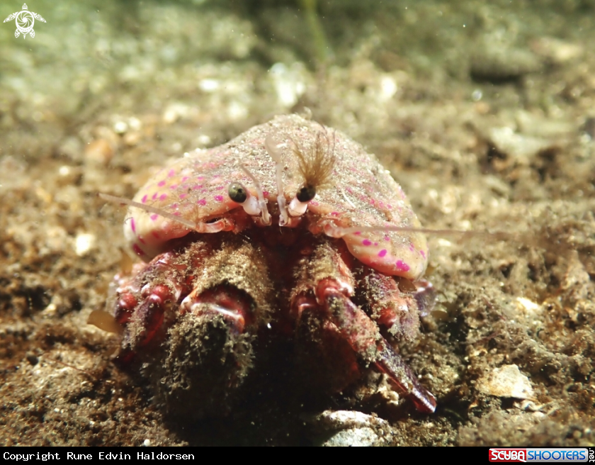 A Anemone hermit crab