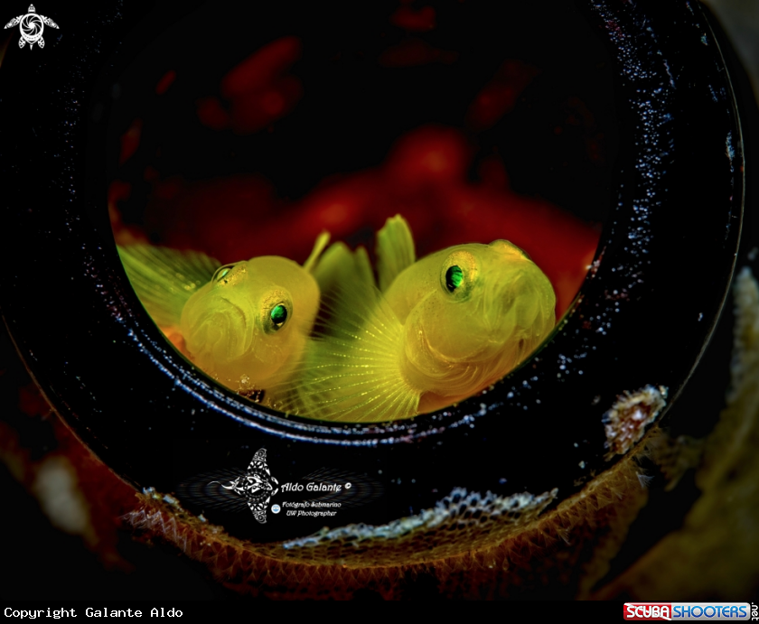 A Yellow Pygmy Goby