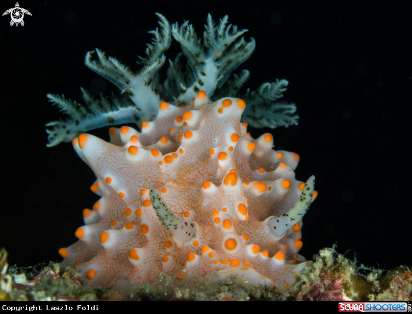A Nudibranch