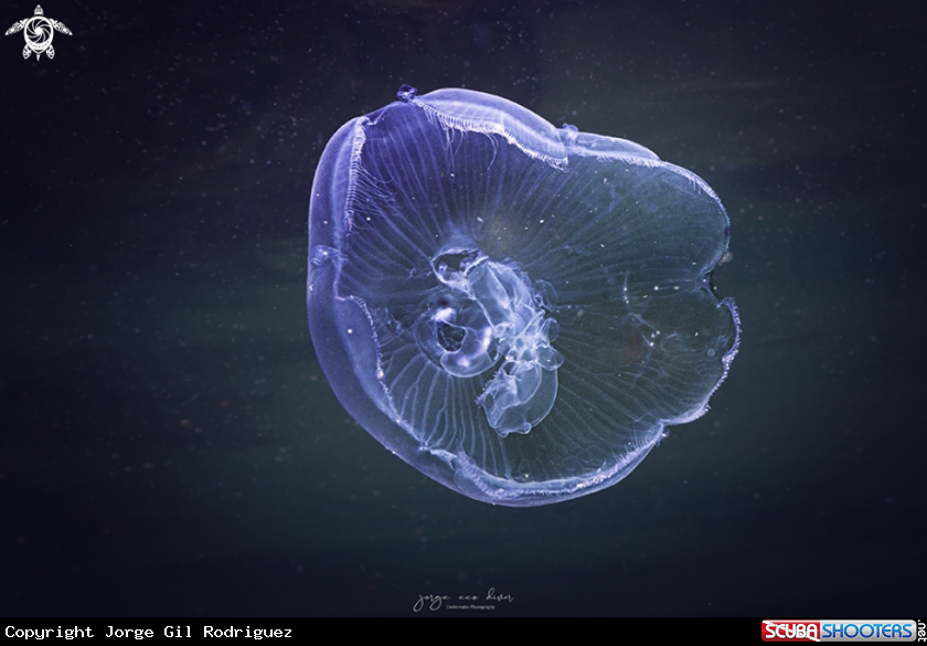 A Moon jelly