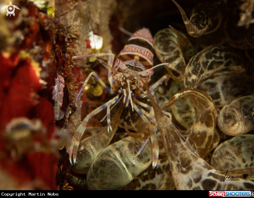 A Amethyst Shrimp