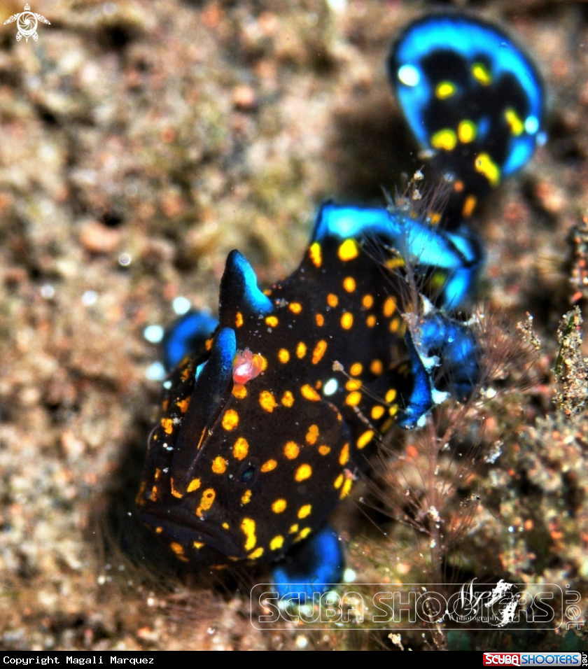 A Black Orange spotted frogfish 