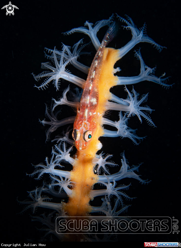 A Goby fish