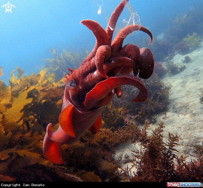 A Australian giant cuttlefish
