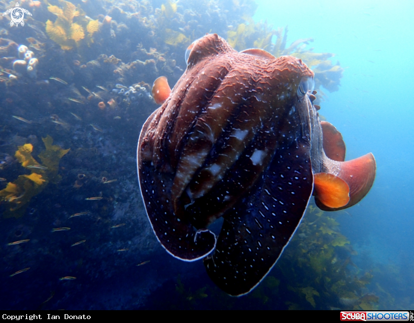 A Australian giant cuttlefish