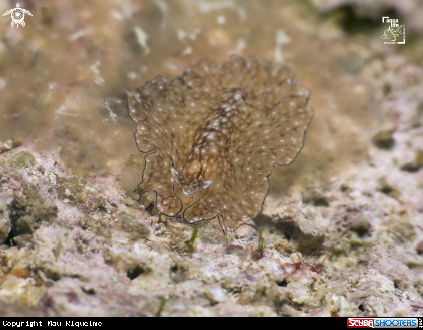 A Reticulated Flatworm
