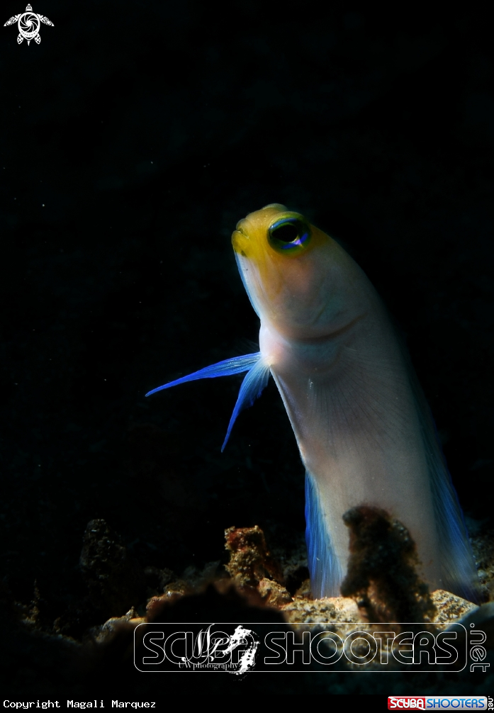 A Yellowhead Jawfish 