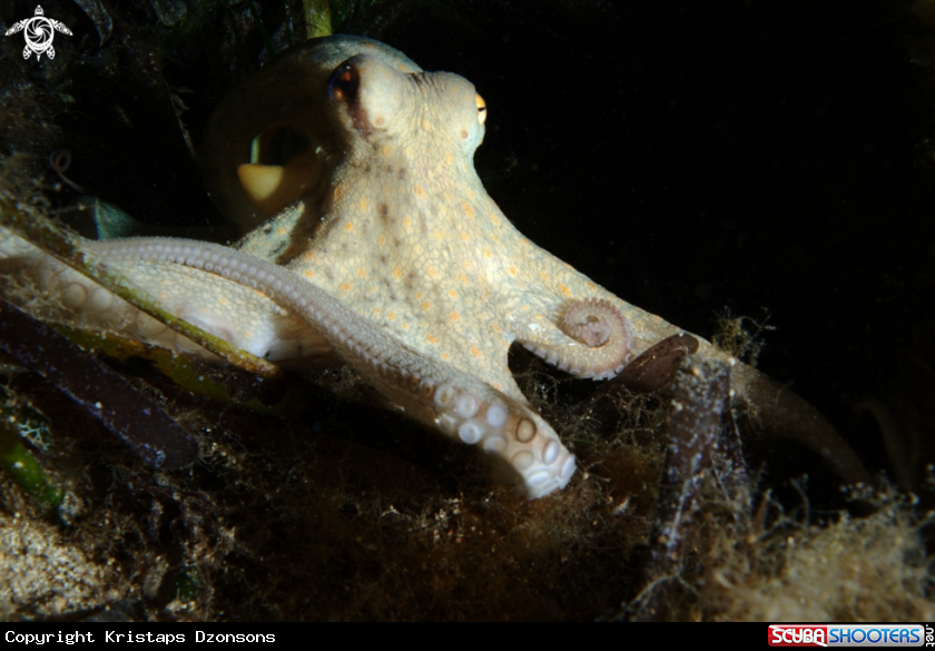A Common octopus
