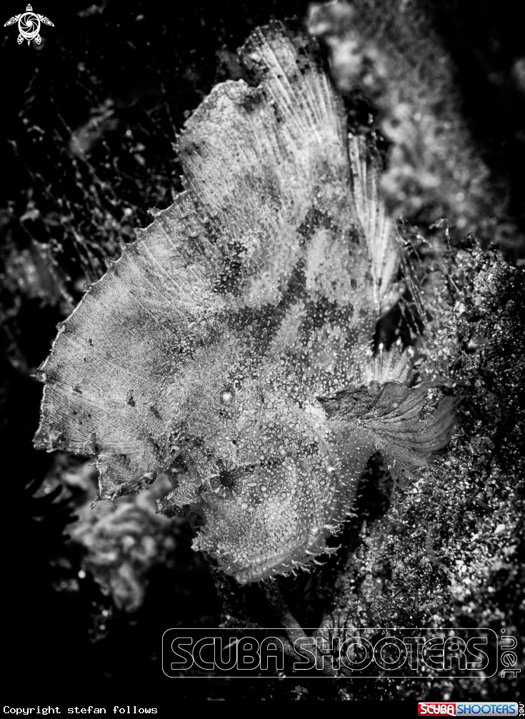 A Leaf Scorpionfish