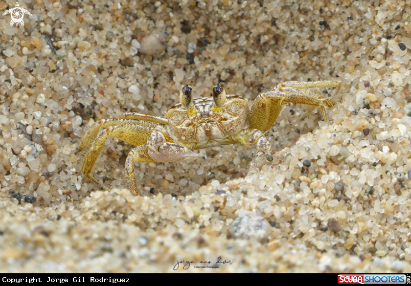 A Ghost Crab