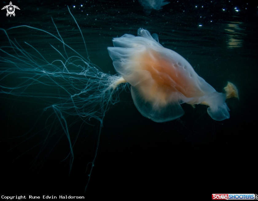 A Lions mane jelly