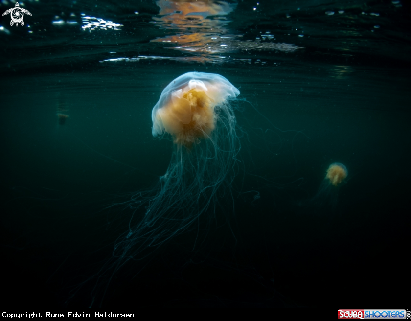A Lions mane jelly 