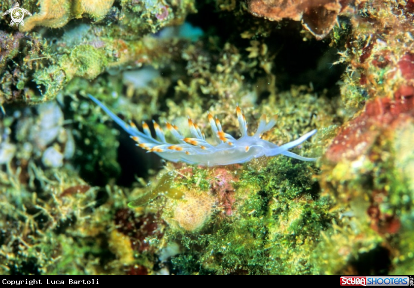 A nudibranch