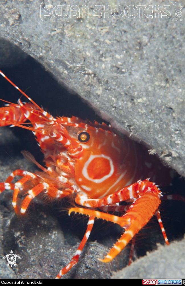 A underwater creature