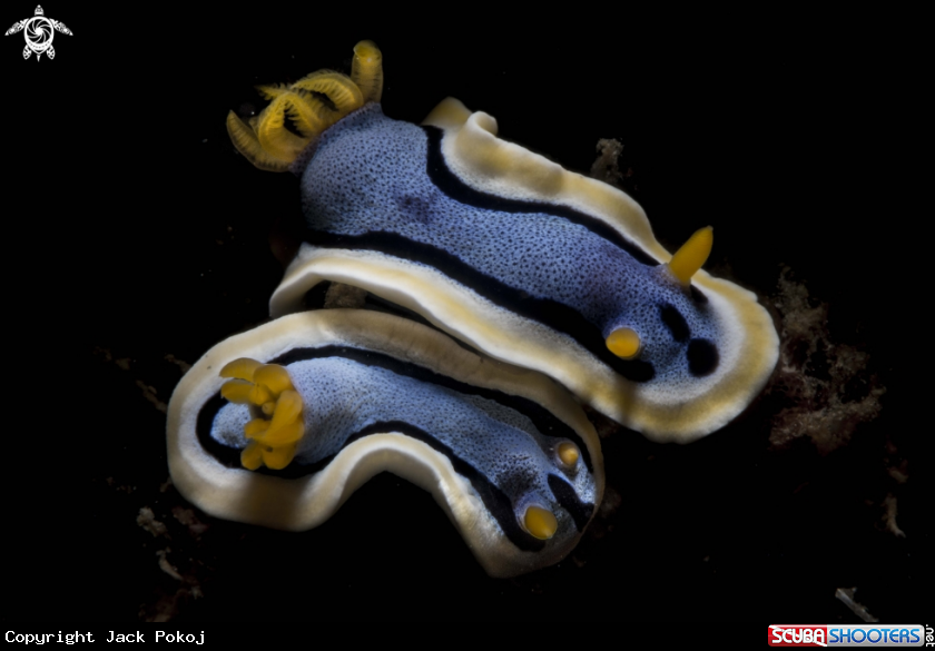 A Chromodoris annae