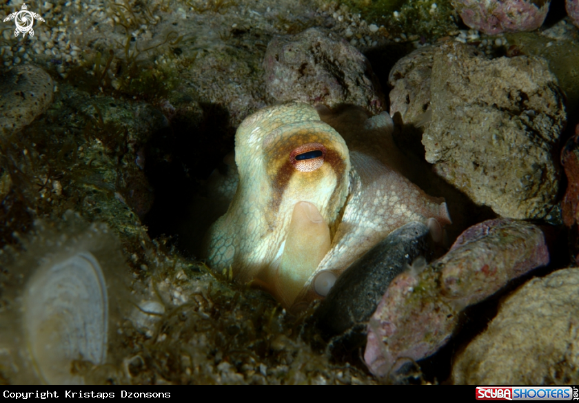 A Common octopus