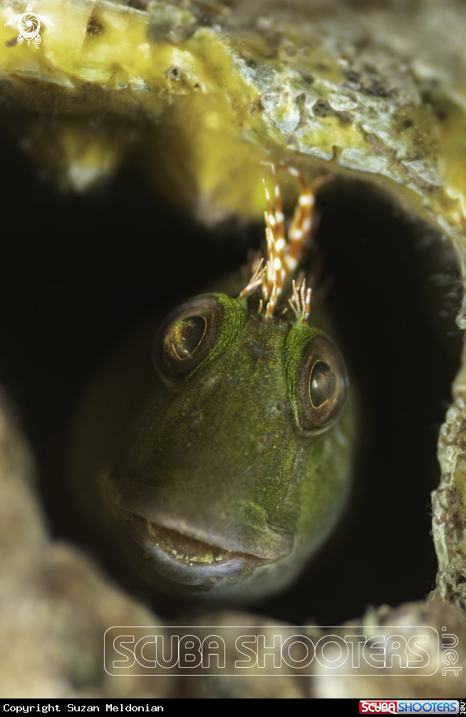 A Molly Miller Blenny