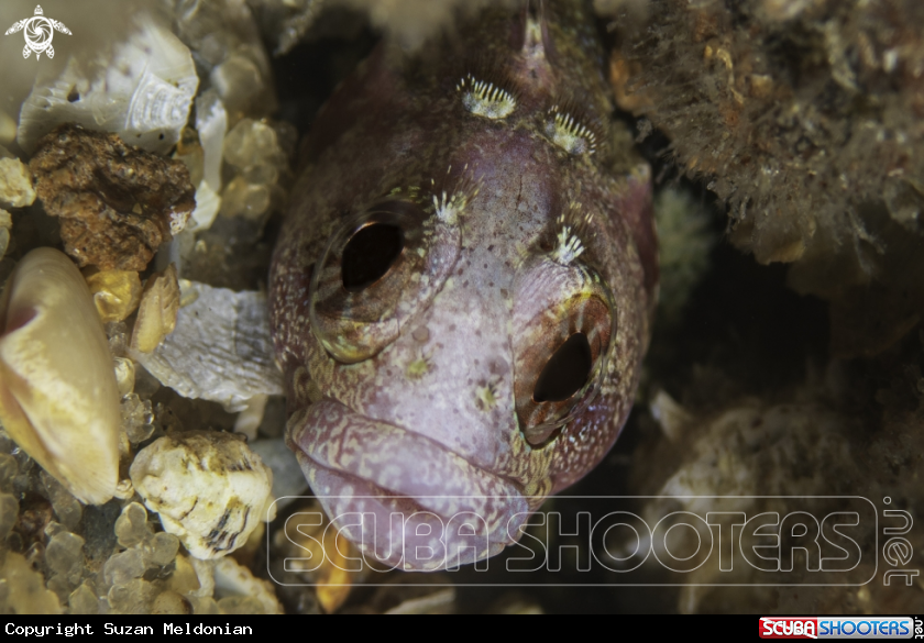 A Downey Blenny