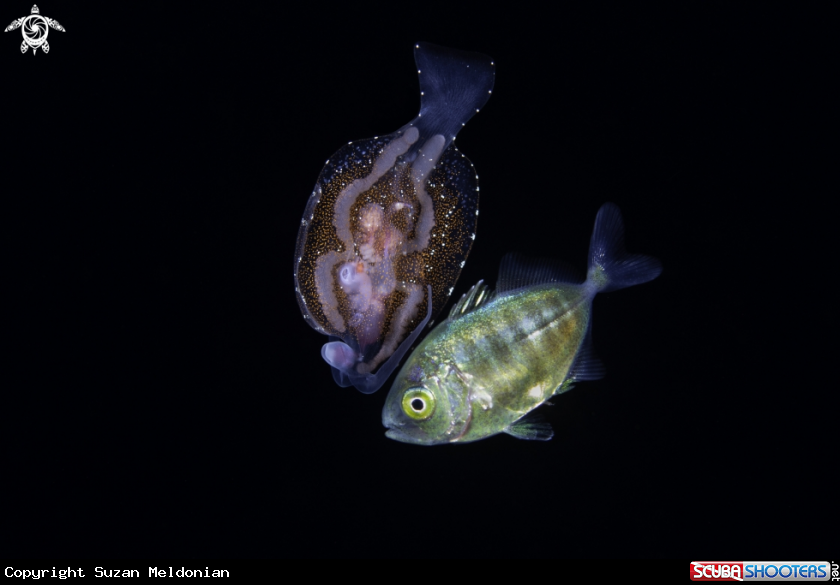 A Pelagic Nudibranch and juvenile Jack fish