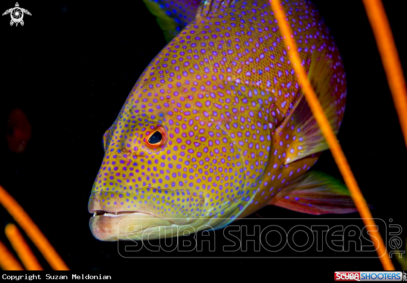 A Coral Grouper