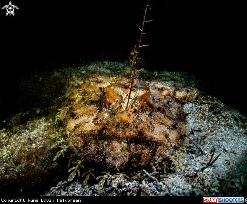 A Monkfish