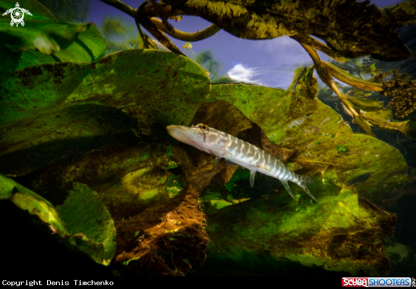 A Pike