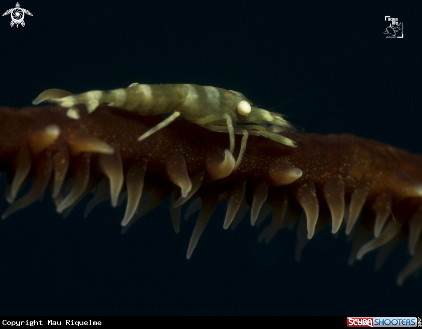 A Wire Coral Shrimp