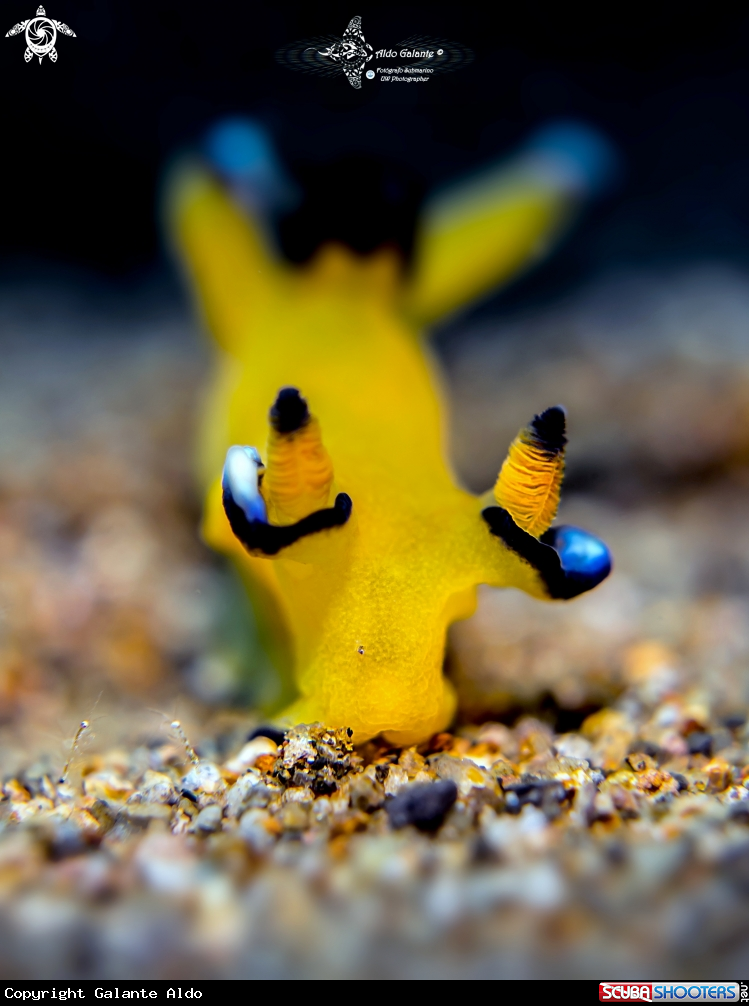 A Pikachu Nudibranch - Seaslug
