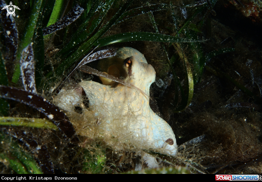 A Common octopus
