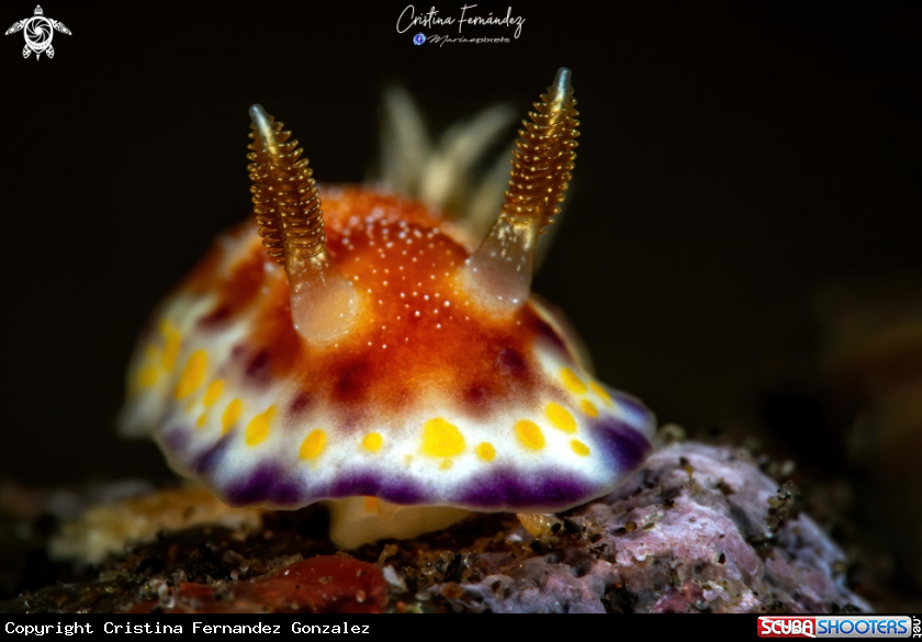 A Nudibranch